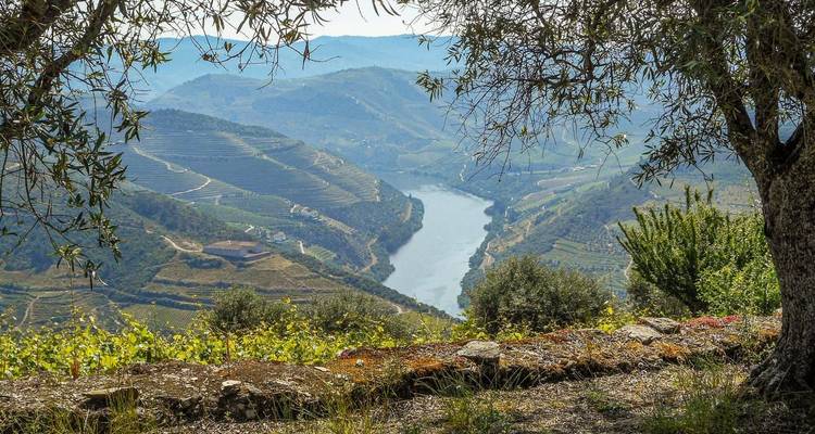 Une perspective encadrée du fleuve Douro et des collines couvertes de vignobles visible entre les oliviers aux fleurs printanières.