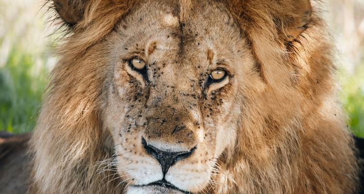 Portrait intense d'un lion mâle aux yeux dorés et à la crinière éclairée par le soleil.