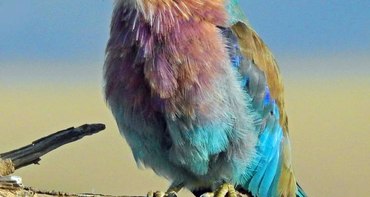 Un rollier à poitrine lilas coloré se perche sur une branche contre un ciel pastel doux.