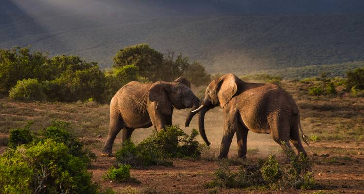 Deux éléphants mâles s'affrontent défenses contre défenses sur une plaine poussiéreuse éclairée par des rayons dramatiques du soleil de fin de journée.