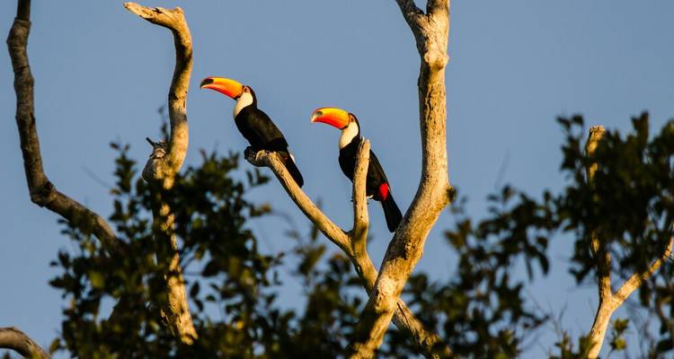 Deux toucans aux becs orange vibrants perchés sur des branches d'arbres nues contre un ciel dégagé.