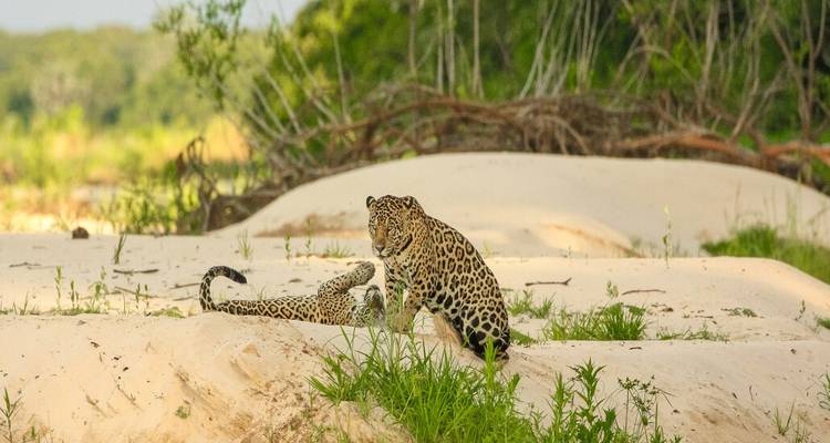 Deux jaguars sur une berge de sable blanc dans les zones humides du Pantanal.