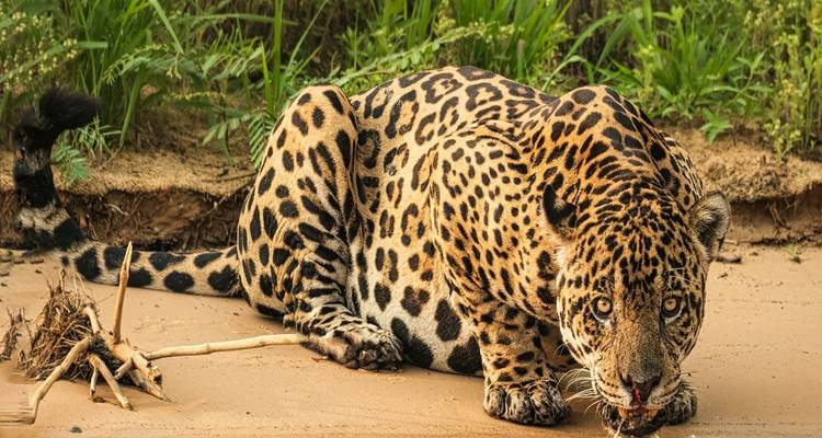 Gros plan d'un jaguar du pantanal accroupi sur une berge sablonneuse avec un regard intense.