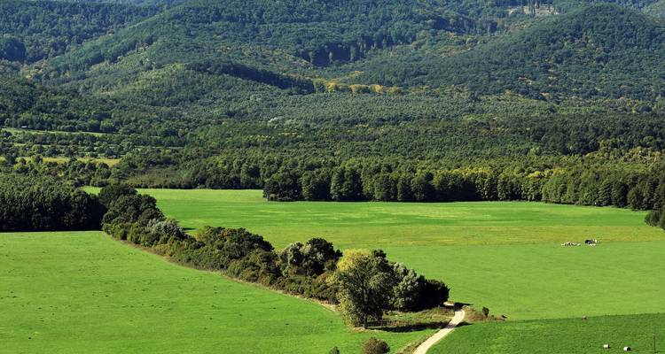 Extensas tierras de cultivo verdes bordeadas por bosques densos y colinas onduladas.