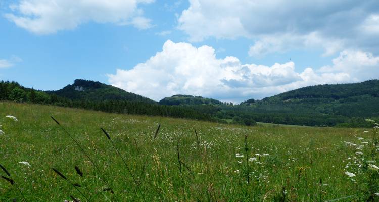 Pradera de flores silvestres que se extiende hacia colinas verdes bajo un cielo brillante con nubes ondulantes.
