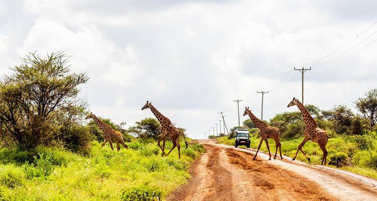 Giraffen überqueren eine rote Schotterstraße in der offenen Savanne, während ein Safari-Jeep wartet.