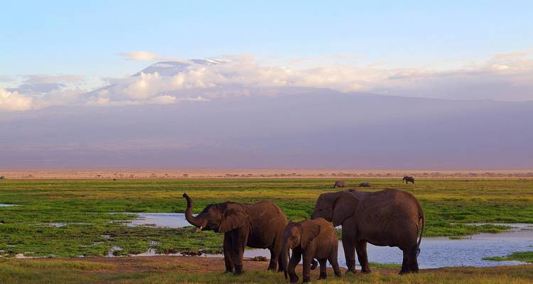 Olifantenfamilie grazend nabij een wetland met Kilimanjaro vaag zichtbaar door wolken op de achtergrond.