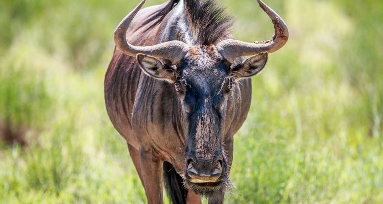 Nahaufnahme eines einsamen Gnus, das wachsam in einer grasbewachsenen Savanne steht.