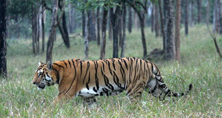 Bengalischer Tiger schleicht sich verstohlen durch hohes Gras auf einer Waldlichtung.