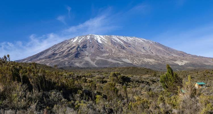 Cumbre nevada del Monte Kilimanjaro elevándose sobre matorrales bajo un cielo azul profundo.