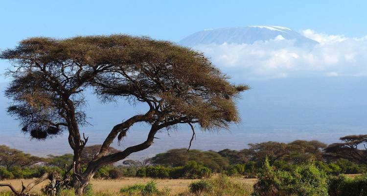 Árbol de acacia enmarcando el Monte Kilimanjaro parcialmente velado por nubes sobre la sabana africana.