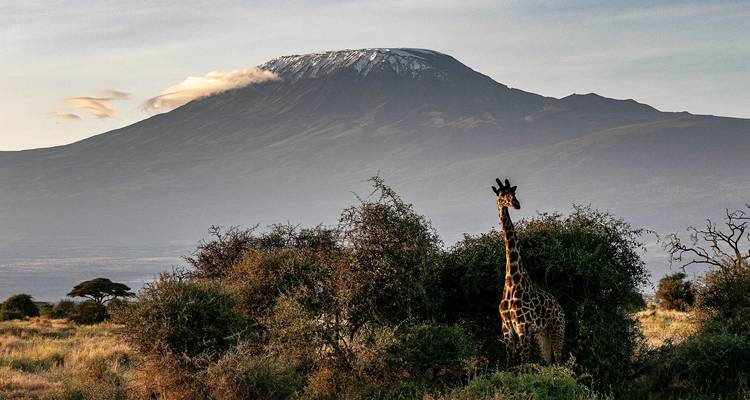 Giraffe die graast onder acacia bomen met de met wolken bedekte Mount Kilimanjaro die dreigend oprijst in de verte bij zonsopgang