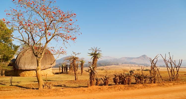 Hutte traditionnelle au toit de chaume et arbre en fleurs le long d'une route poussiéreuse dans une campagne aride.
