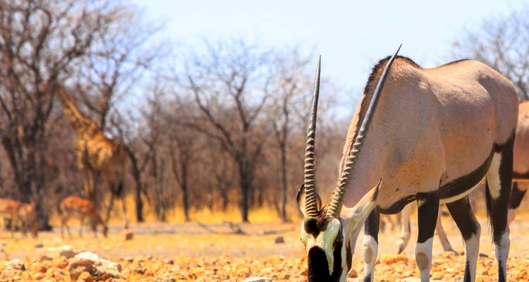 Gros plan d'un oryx broutant sur un sol rocheux avec des girafes floues et des arbres sans feuilles en arrière-plan.