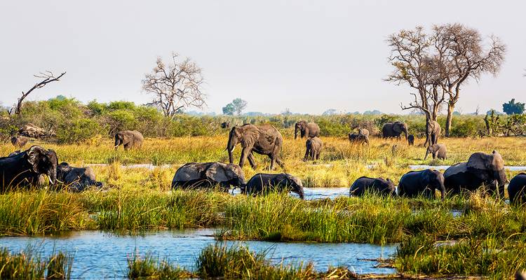 Herd of elephants grazing and bathing in wetlands of Chobe National Park with sparse trees in the background.