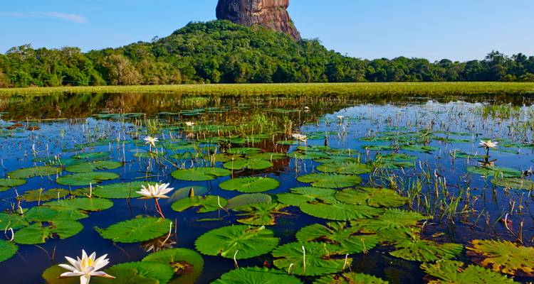 Met lelies bedekt meer dat de dramatische Sigiriya rotsvesting weerkaatst die boven het weelderige bos uittorent.
