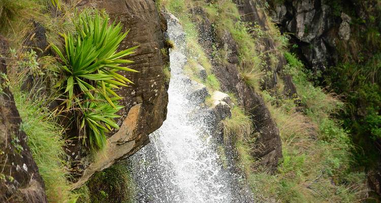 Vista cercana de una pequeña cascada en caída que baja sobre salientes rocosos cubiertos de musgo rodeada de plantas exuberantes.