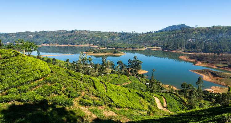 Plantaciones de té ondulantes descendiendo hacia un embalse azul reflectante bajo un cielo despejado.