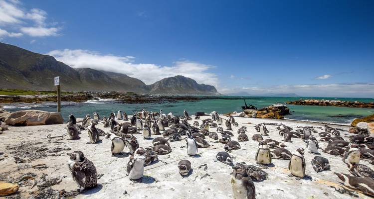 Hunderte von Pinguinen versammeln sich in einer sandigen Brutkolonie am Meer, die von türkisfarbenem Wasser und schroffen Bergen umgeben ist.