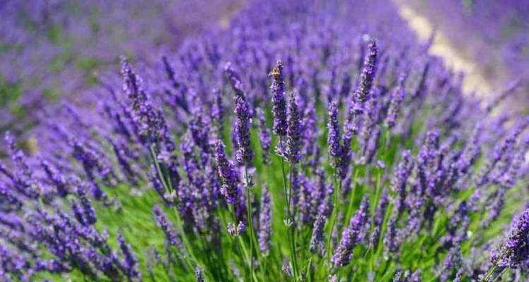 Levendig lavendelveld in volle bloei met een bij die nectar verzamelt op paarse aren.