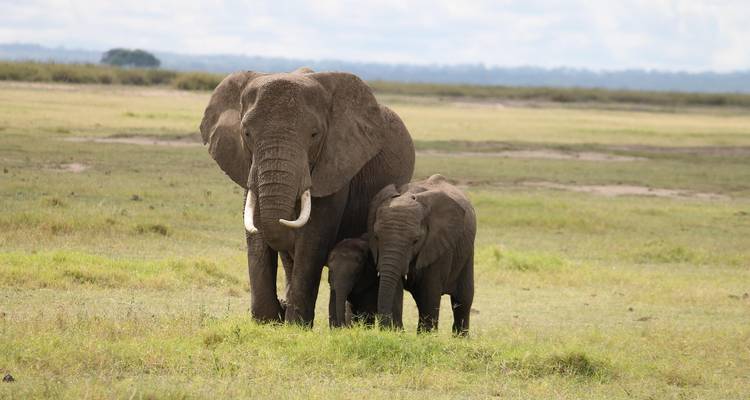 Elefante adulto parado protectoramente junto a su cría en una sabana abierta y herbosa.