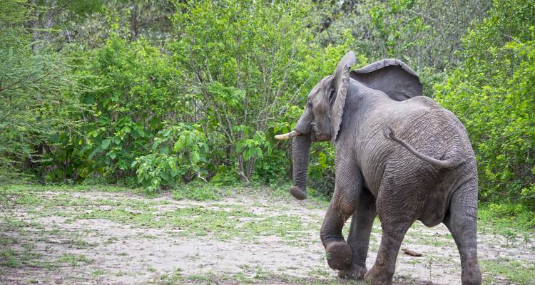 Elefante caminando hacia un denso arbusto verde con las orejas ligeramente desplegadas.