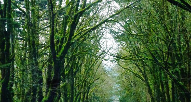 Un sendero rural tipo túnel está rodeado por árboles altos cubiertos de musgo que forman un arco verde.