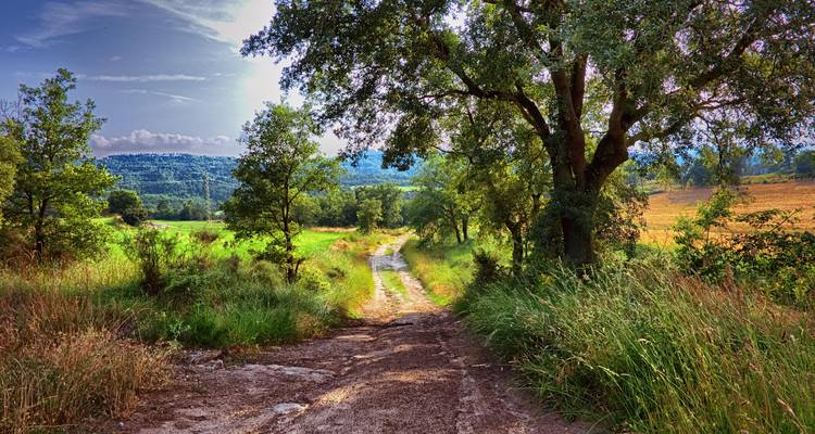 Un sendero rústico de tierra serpentea a través del campo salpicado de sol con pastos altos y árboles.