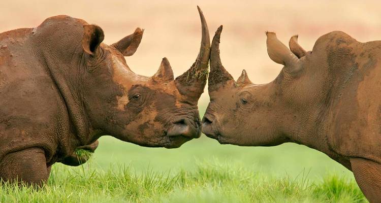 Zwei Nashörner stehen sich Horn an Horn in einer zärtlichen Geste auf grasbewachsenem Boden gegenüber.