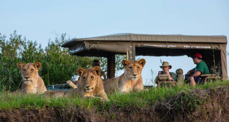 Safari-Touristen beobachten drei ruhende Löwen von einem offenen Geländewagen auf Augenhöhe.