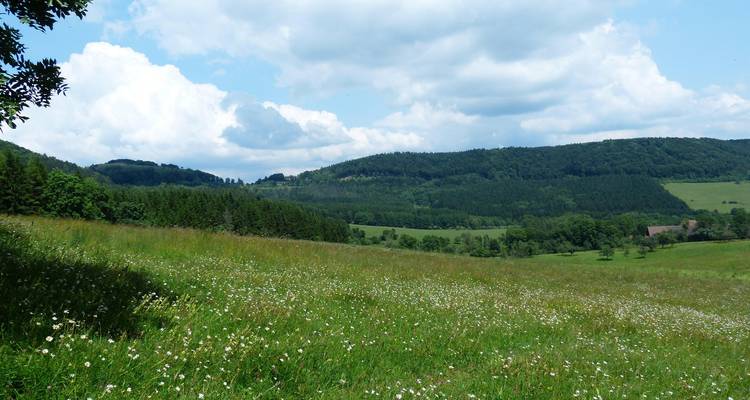 Pradera soleada de flores silvestres que conduce hacia colinas boscosas onduladas.