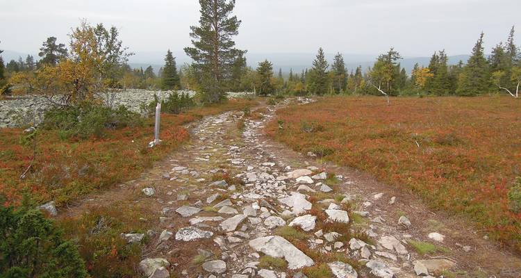 Sentier rocailleux serpentant à travers une lande aux teintes automnales et des conifères clairsemés sous un ciel couvert.