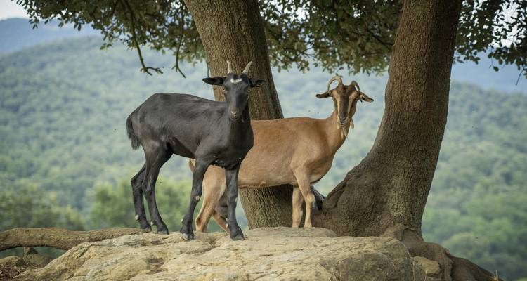 Deux chèvres debout sur un rebord rocheux sous un grand arbre avec des collines vallonnées derrière.