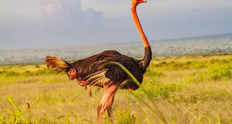 Autruche mâle vibrante se dressant fièrement dans les prairies dorées sous une douce lumière du soir.