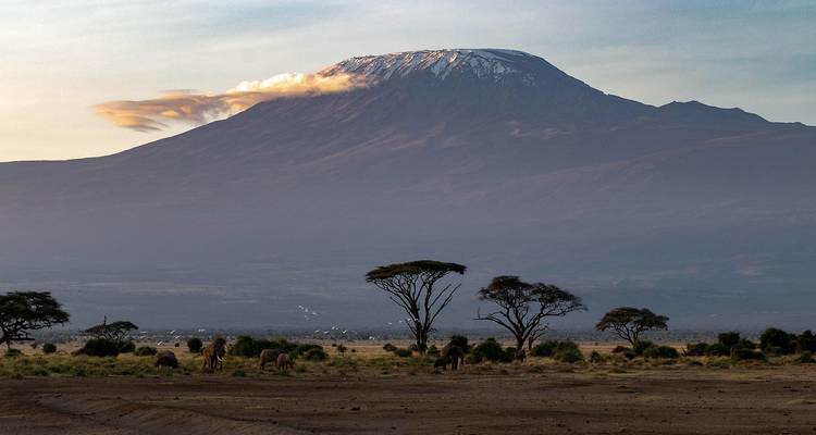 Vasta sabana al amanecer con acacias silueteadas y vida silvestre pastando bajo la imponente mole del Monte Kilimanjaro.