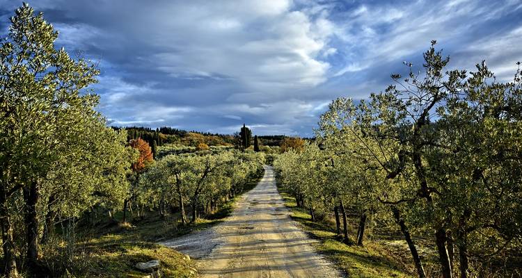 Camino rural de tierra flanqueado por olivares que se extienden hacia un horizonte boscoso bajo cielos dramáticos y nublados.