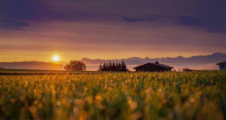 Amanecer dorado sobre campo cubierto de rocío con granja distante y silueta de montañas al fondo.