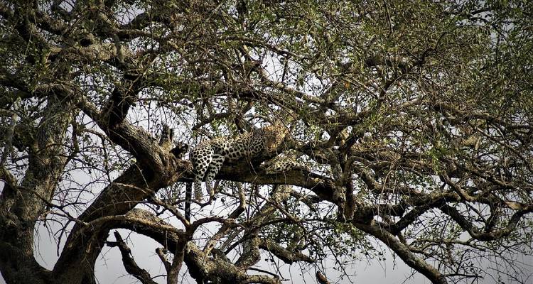 Leopardo descansando en las ramas grandes de un árbol en su hábitat natural de sabana