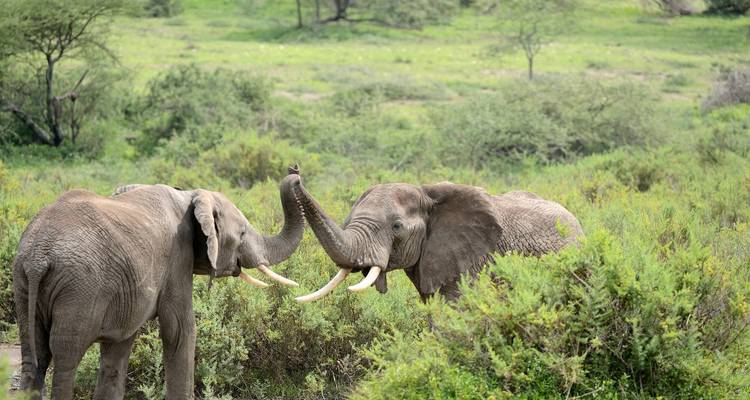 Dos elefantes africanos enfrentándose con las trompas entrelazadas en la sabana verde