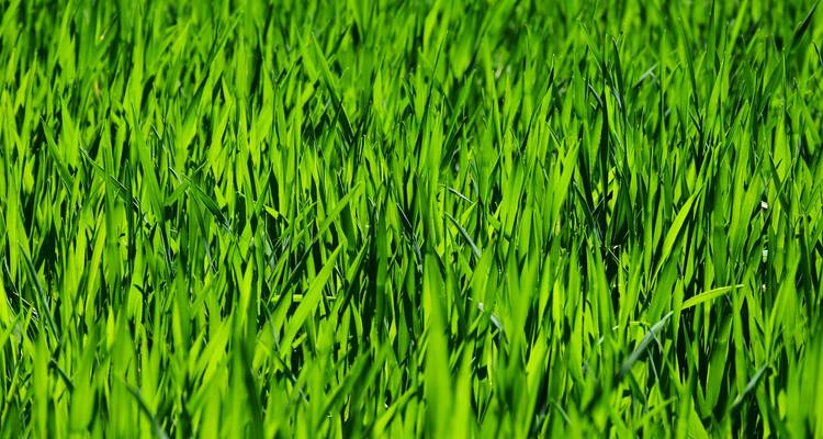 Textura en primer plano de vibrantes hojas de hierba verde llenando el encuadre