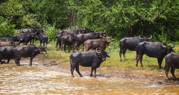 A herd of wild water buffalo gathers at the muddy edge of a watering hole backed by lush jungle.