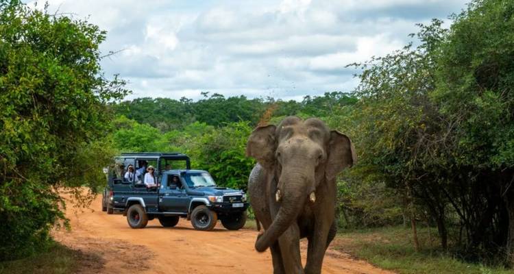 Wilde olifant loopt over een zandpad terwijl een safarijeep met toeristen erachter volgt.