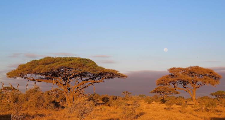 Gouden verlicht savanne-tafereel met parasol acacia bomen en een opkomende maan in een heldere avondlucht.