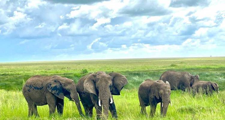 Image répétée d'éléphants broutant sur une prairie luxuriante sous un vaste ciel rempli de nuages.