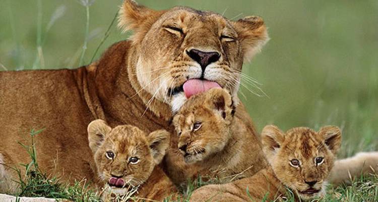 Lionne toilettant ses trois petits sur l'herbe verte créant une scène familiale intime de la faune sauvage.