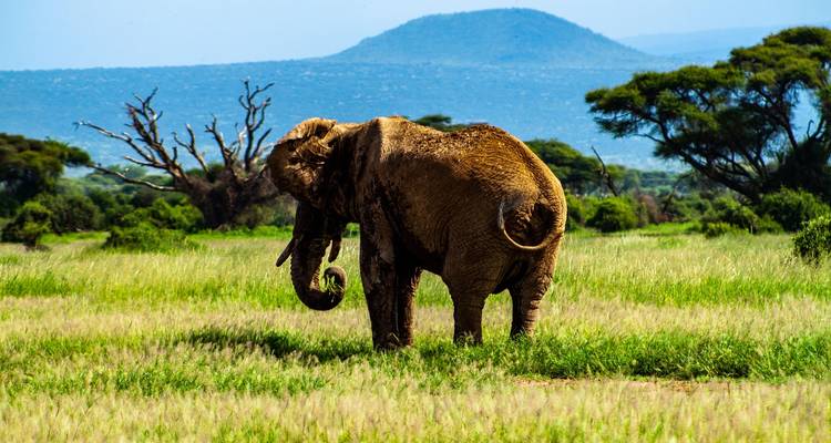 Éléphant de savane solitaire marchant à travers les hautes herbes avec des acacias et des collines au loin