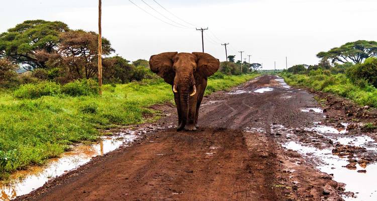 Éléphant solitaire marchant sur une route de terre boueuse et parsemée de flaques, bordée d'arbres verts de la savane.
