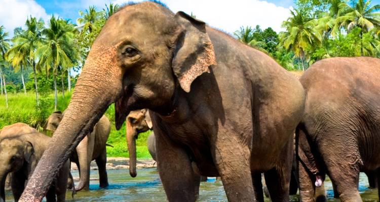 Asiatischer Elefant steht in einem seichten Fluss, umgeben von anderen Elefanten und tropischen Palmen
