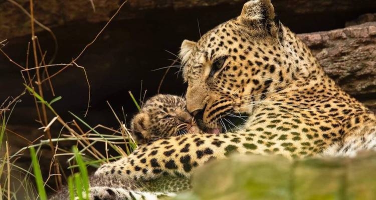 La léoparde lèche tendrement son petit ourson tout en se reposant dans un abri rocheux.