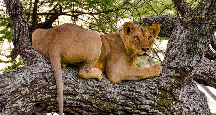 Une lionne se prélasse sur une branche d'arbre robuste, regardant attentivement devant elle.